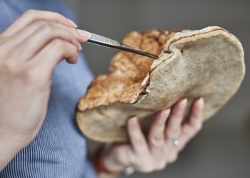 Startup From Bandung, Producing Fashion Materials from Mushrooms, Has Successfully Entered the Singapore and Japanese Markets