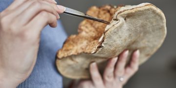 Startup From Bandung, Producing Fashion Materials from Mushrooms, Has Successfully Entered the Singapore and Japanese Markets