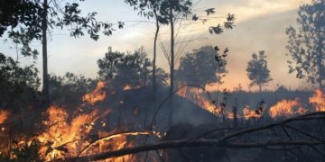 Penegakan Hukum Karhutla: Bareskrim Polri Terapkan Pertanggungjawaban Mutlak #ReserseBekerja
